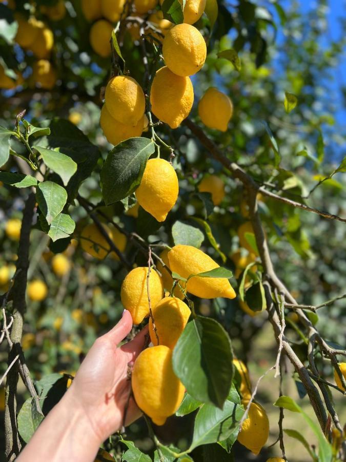 Tenuta Di Leva Пиано ди Соренто Екстериор снимка