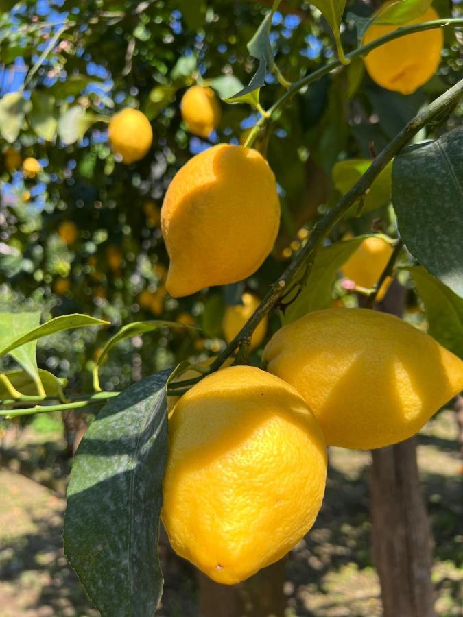 Tenuta Di Leva Пиано ди Соренто Екстериор снимка